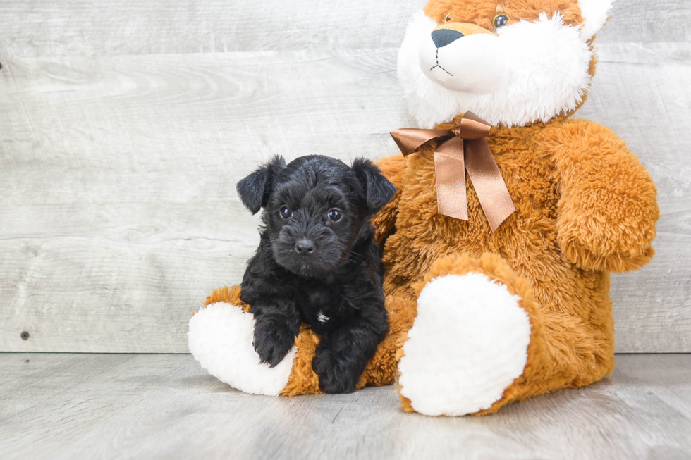 Morkie Puppy for Adoption