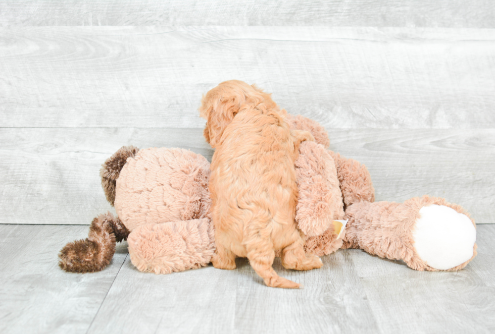 Cavapoo Pup Being Cute