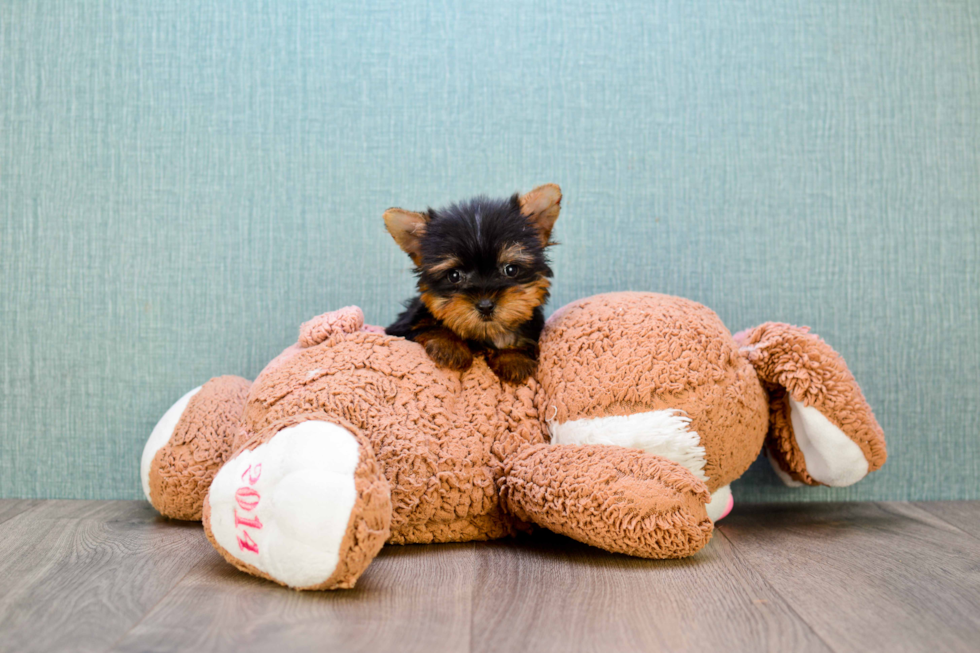 Meet Giselle - our Yorkshire Terrier Puppy Photo 