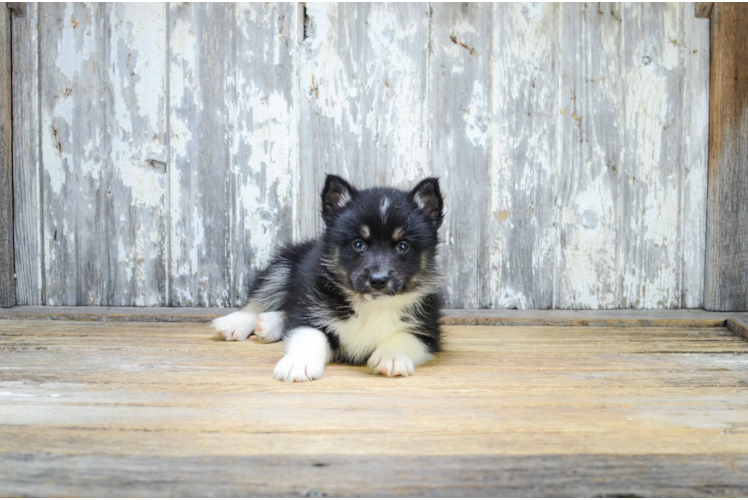 Pomsky Puppy for Adoption