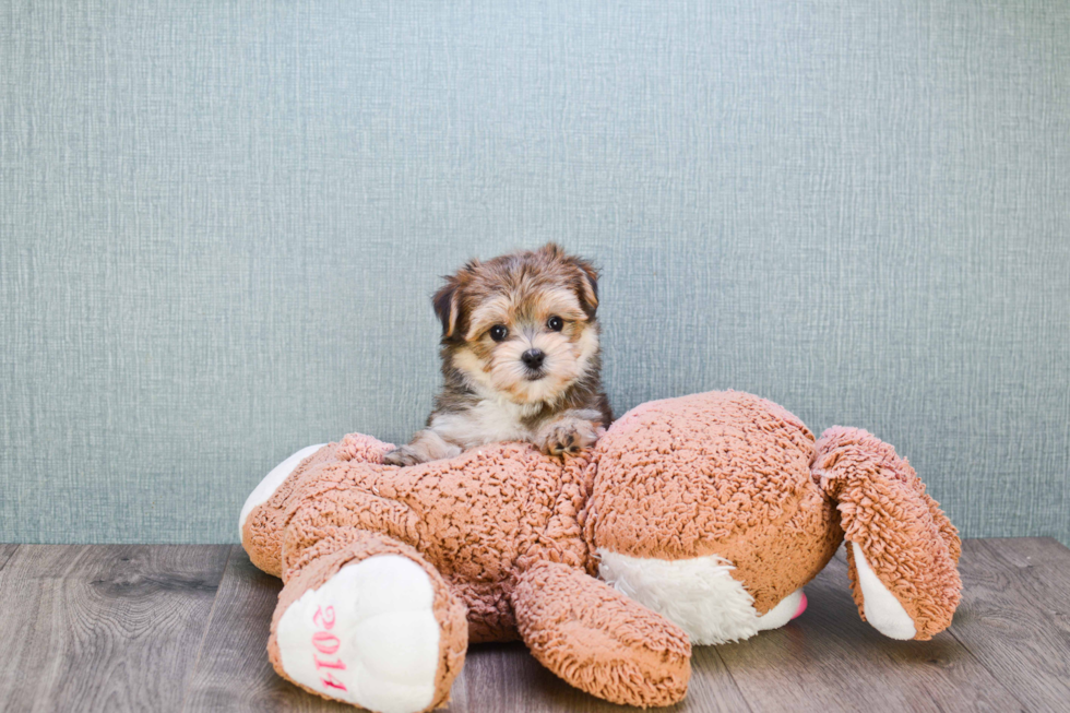 Best Morkie Baby