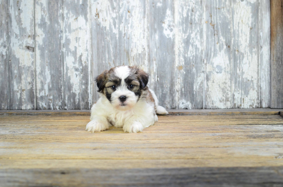Fluffy Teddy Bear Designer Pup