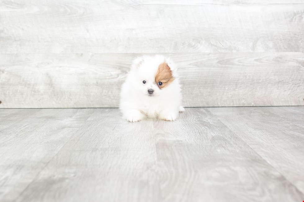 Best Pomeranian Baby
