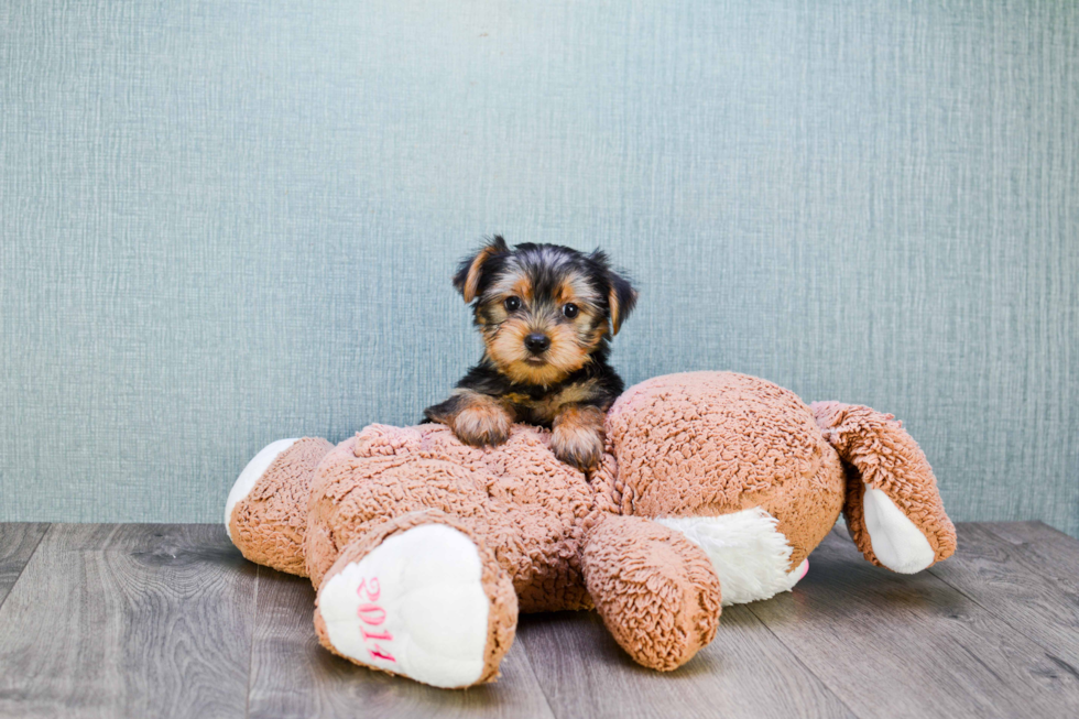 Meet Joey - our Yorkshire Terrier Puppy Photo 