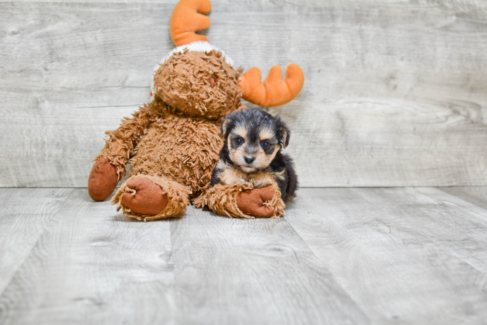 Little Yorkie Designer Puppy