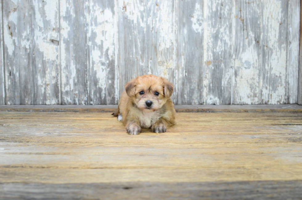 Morkie Puppy for Adoption