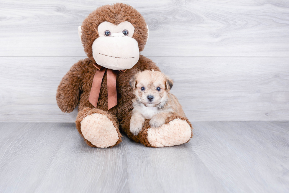 Hypoallergenic Yorkie Designer Puppy