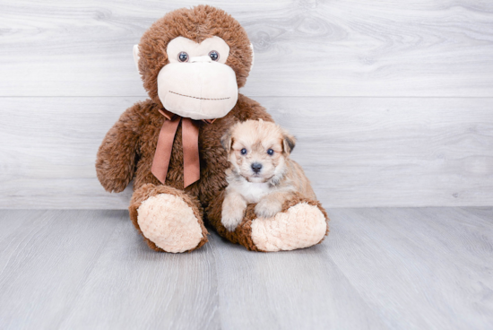 Hypoallergenic Yorkie Designer Puppy