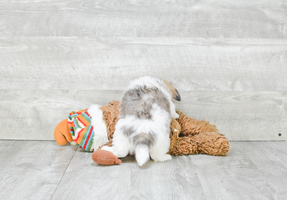 Playful Maltipom Designer Puppy