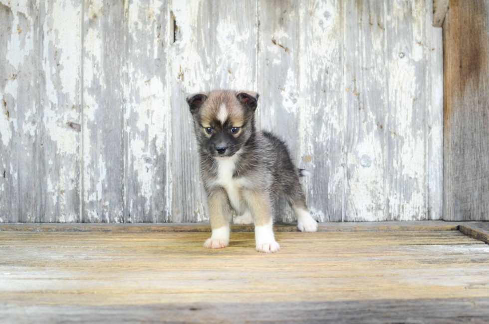 Hypoallergenic Mini Husky Designer Puppy