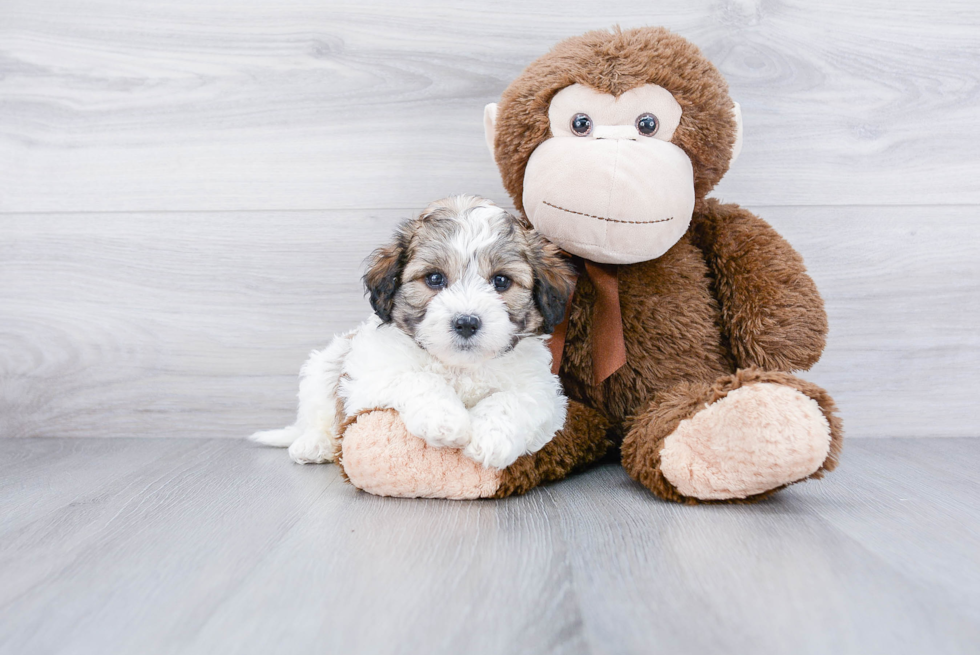 Teddy Bear Puppy for Adoption