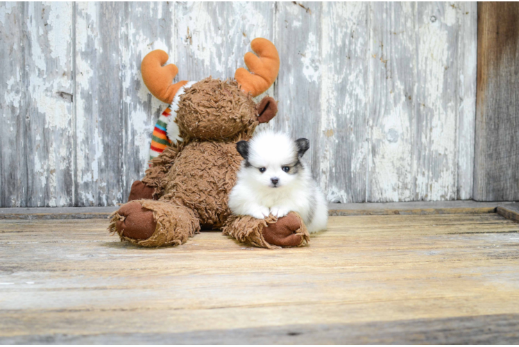 Best Pomeranian Baby