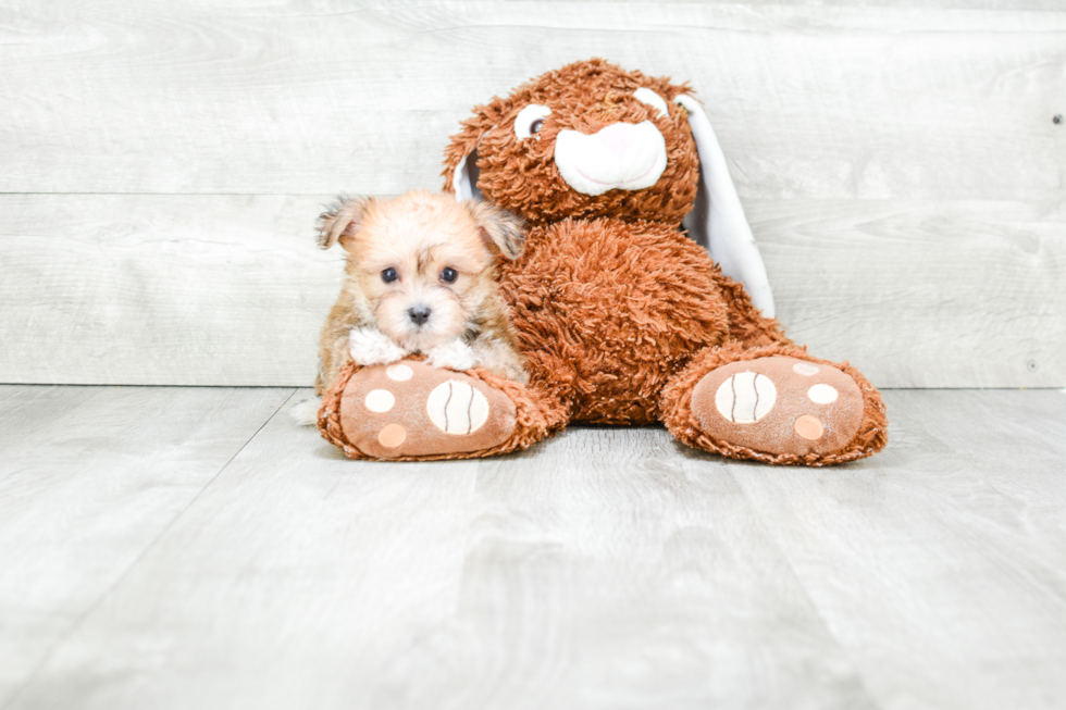 Morkie Puppy for Adoption