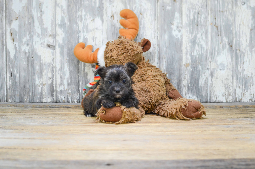 Morkie Puppy for Adoption