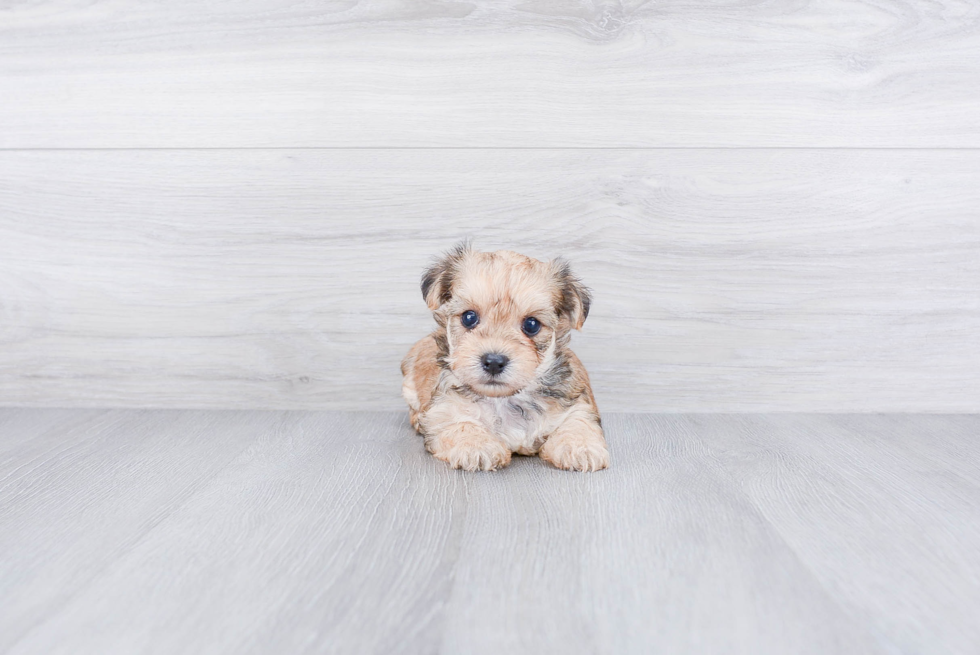Friendly Morkie Baby
