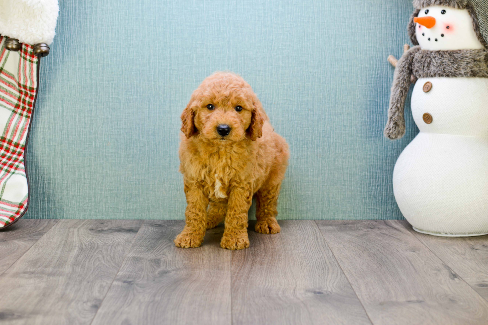 Adorable Golden Retriever Poodle Mix Puppy