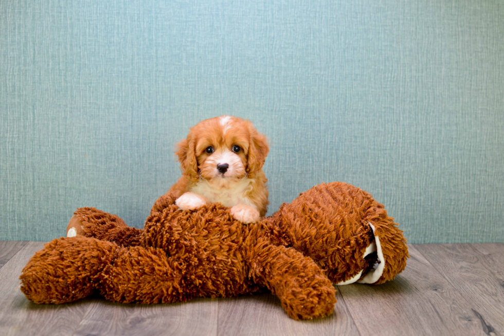 Cavapoo Puppy for Adoption
