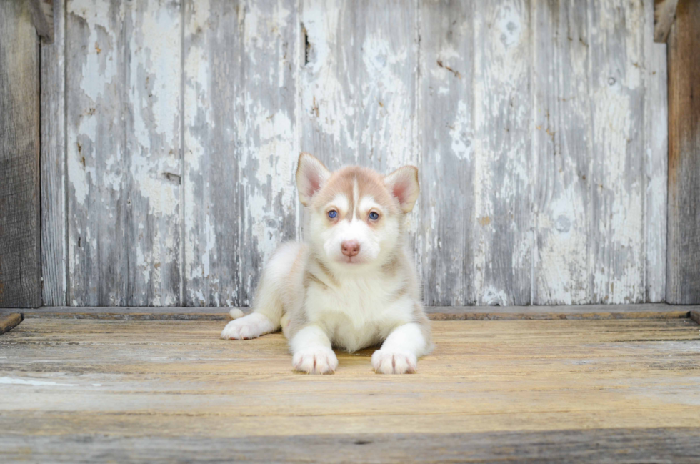Pomsky Pup Being Cute