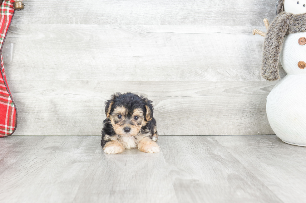 Little Yorkie Designer Puppy