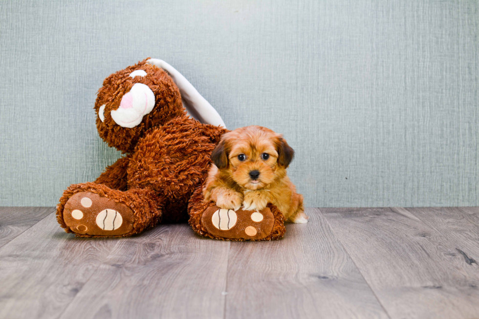 Popular Morkie Designer Pup