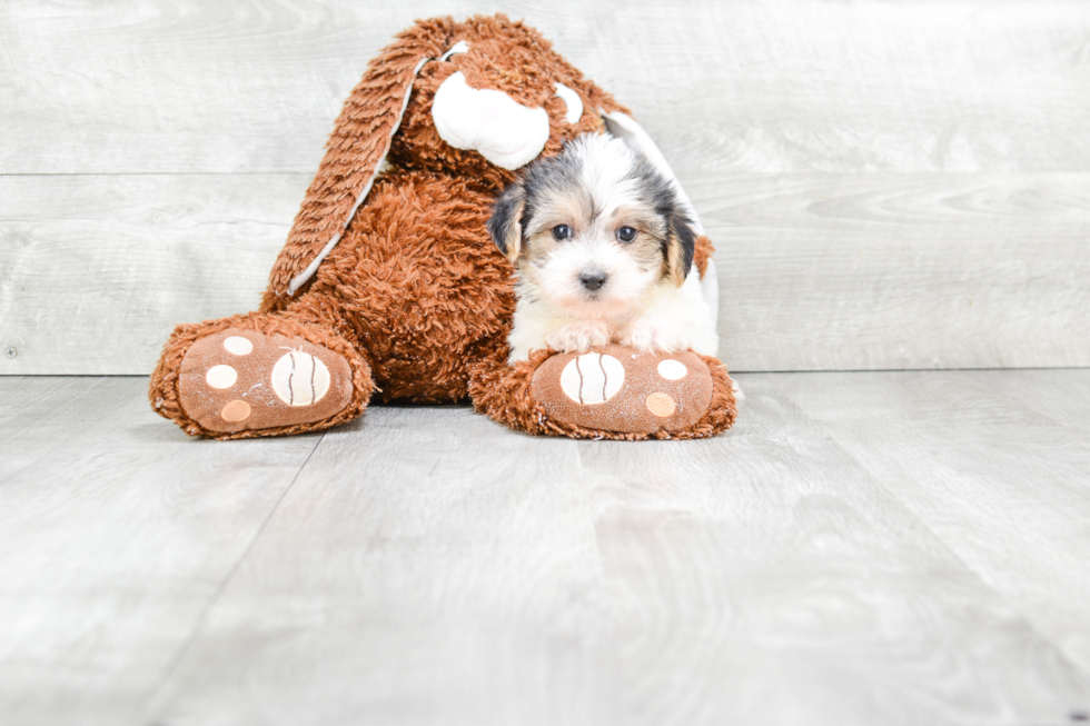 Morkie Puppy for Adoption