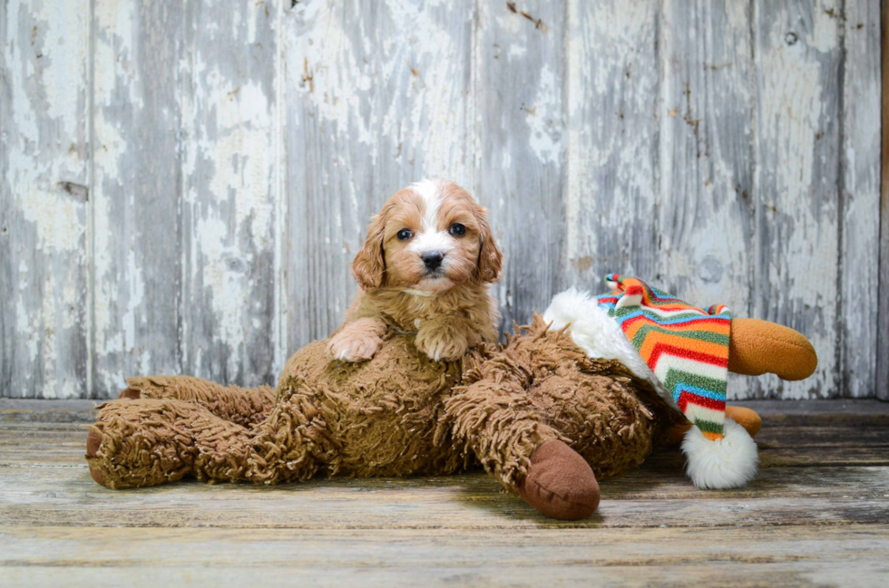 Adorable Cavoodle Poodle Mix Puppy