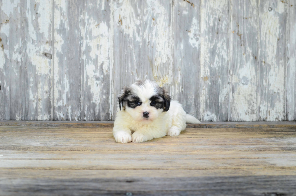 Popular Teddy Bear Designer Pup