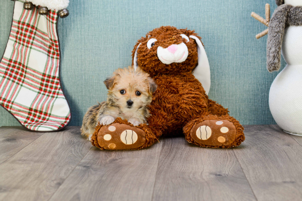 Morkie Puppy for Adoption