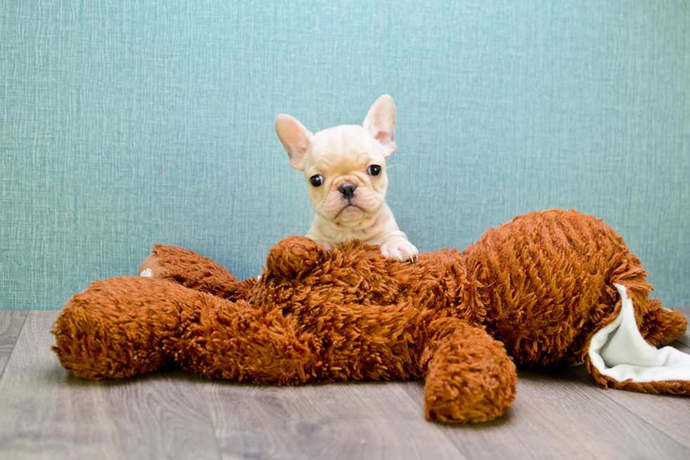 French Bulldog Puppy for Adoption