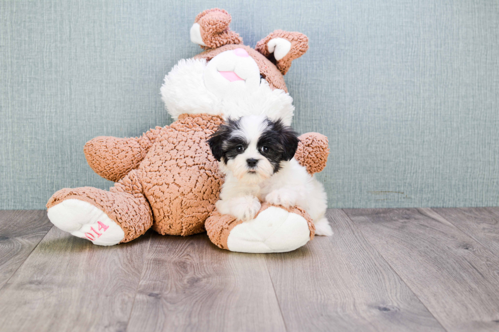 Best Teddy Bear Baby