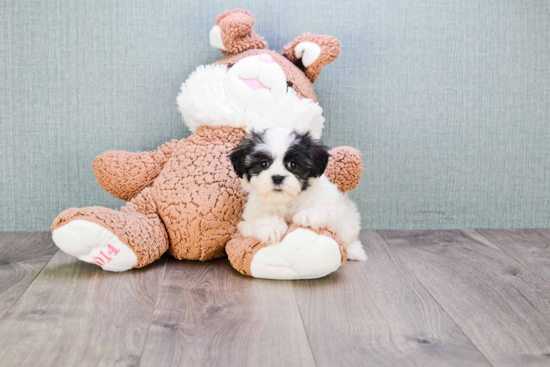 Best Teddy Bear Baby