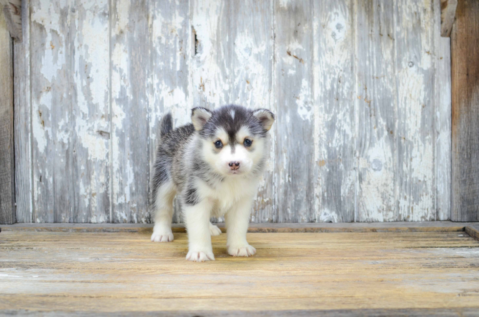 Pomsky Puppy for Adoption