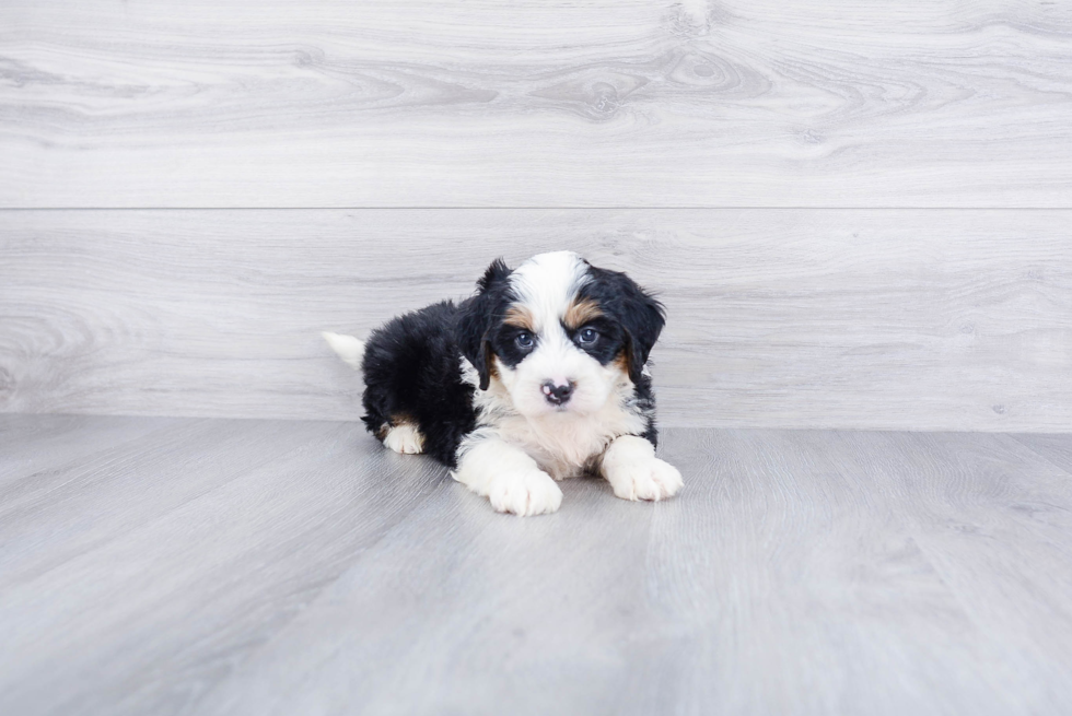 Hypoallergenic Mini Berniedoodle Poodle Mix Puppy