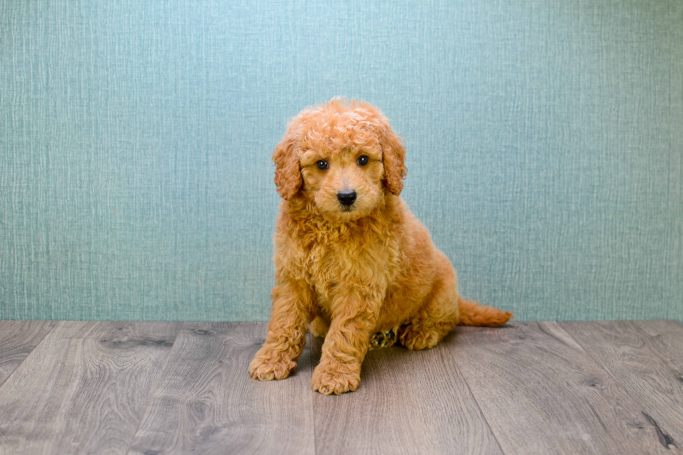 Friendly Mini Goldendoodle Baby