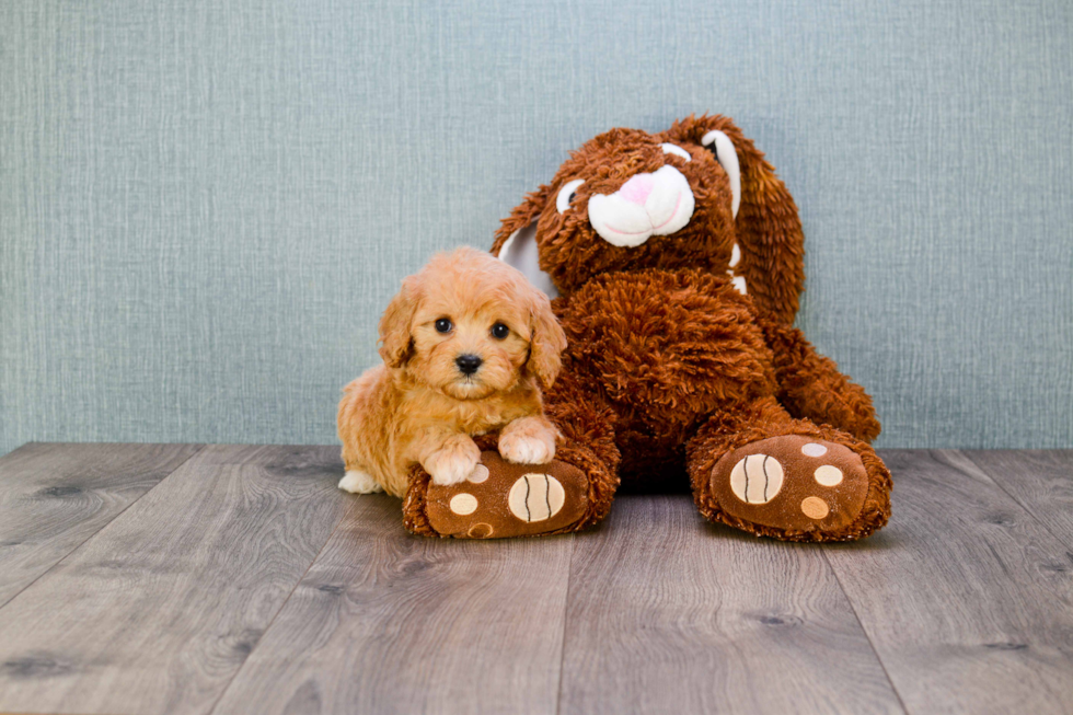 Cute Cavapoo Baby
