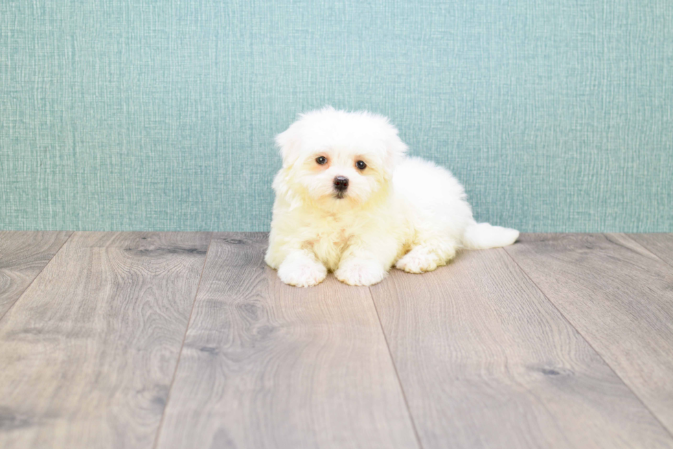 Best Maltese Baby