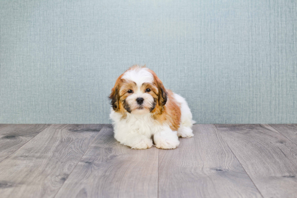 Best Teddy Bear Baby