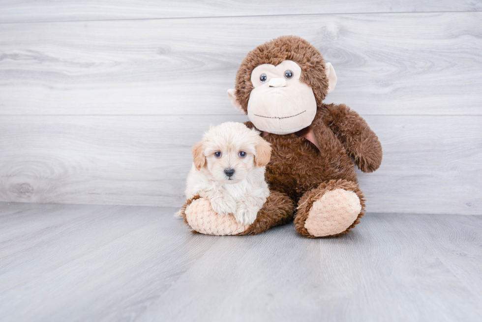Cavapoo Puppy for Adoption
