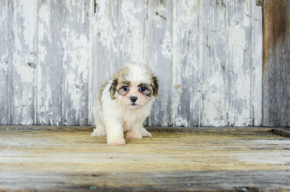 Fluffy Teddy Bear Designer Pup