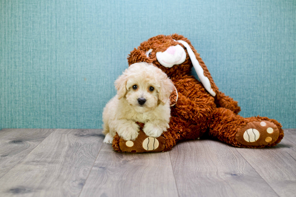 Small Cavapoo Baby