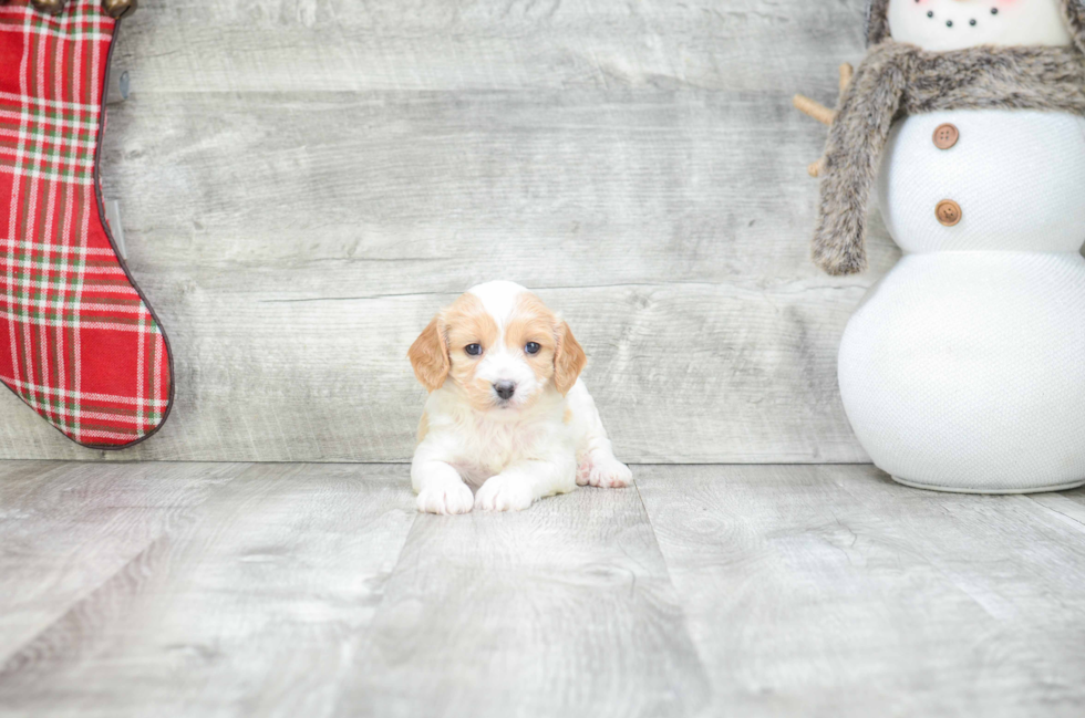 Cute Cavachon Baby