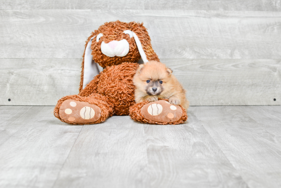 Sweet Pomeranian Purebred Puppy