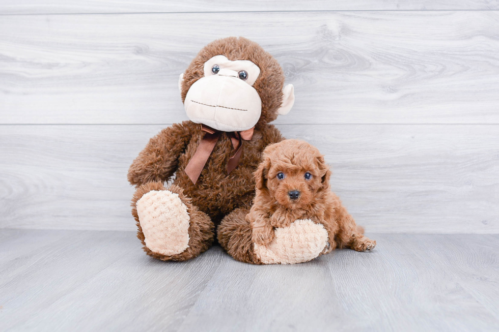 Playful Cavoodle Poodle Mix Puppy