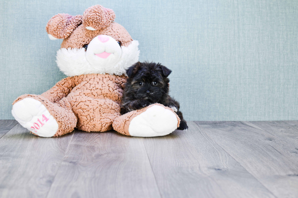 Playful Yorkie Designer Puppy