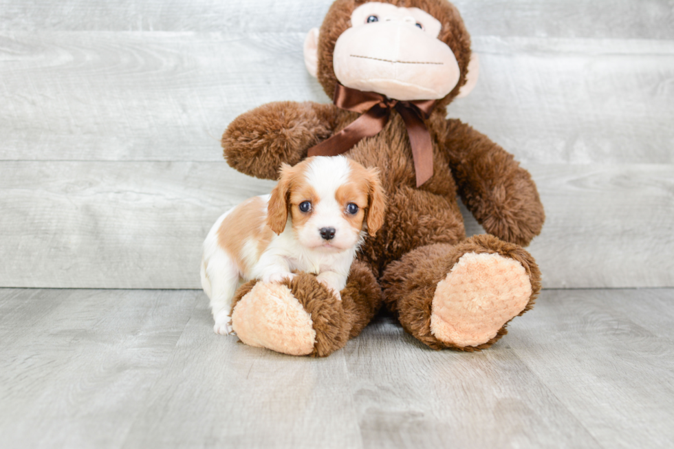 Small Cavalier King Charles Spaniel Baby