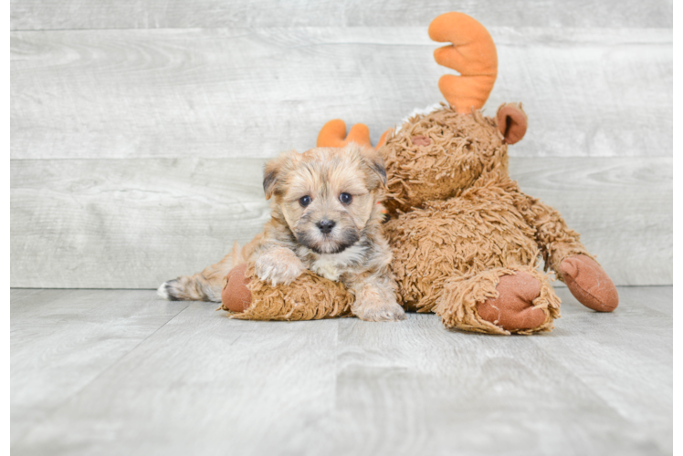 Morkie Pup Being Cute