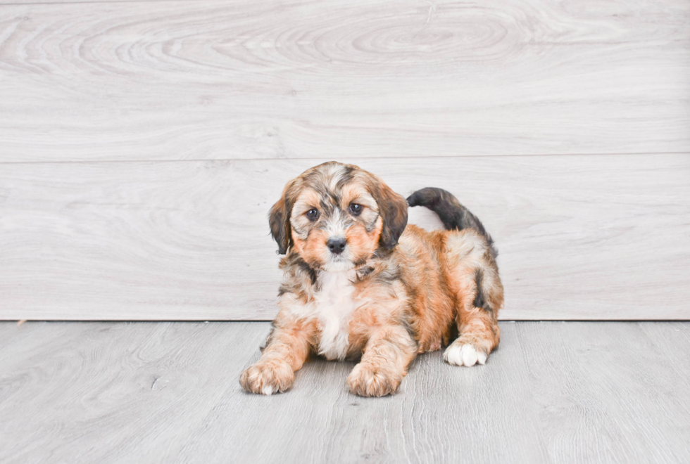 Friendly Mini Bernedoodle Baby