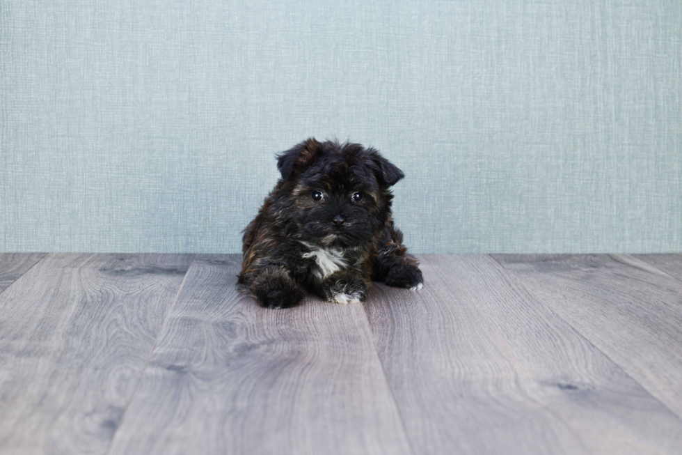 Energetic Yorkie Designer Puppy