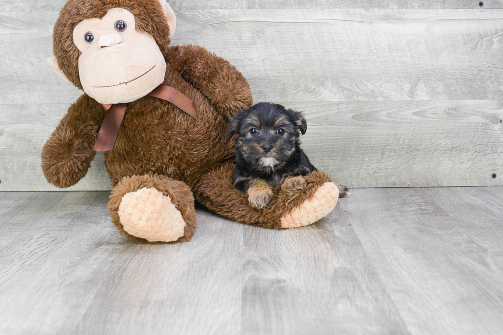Morkie Puppy for Adoption
