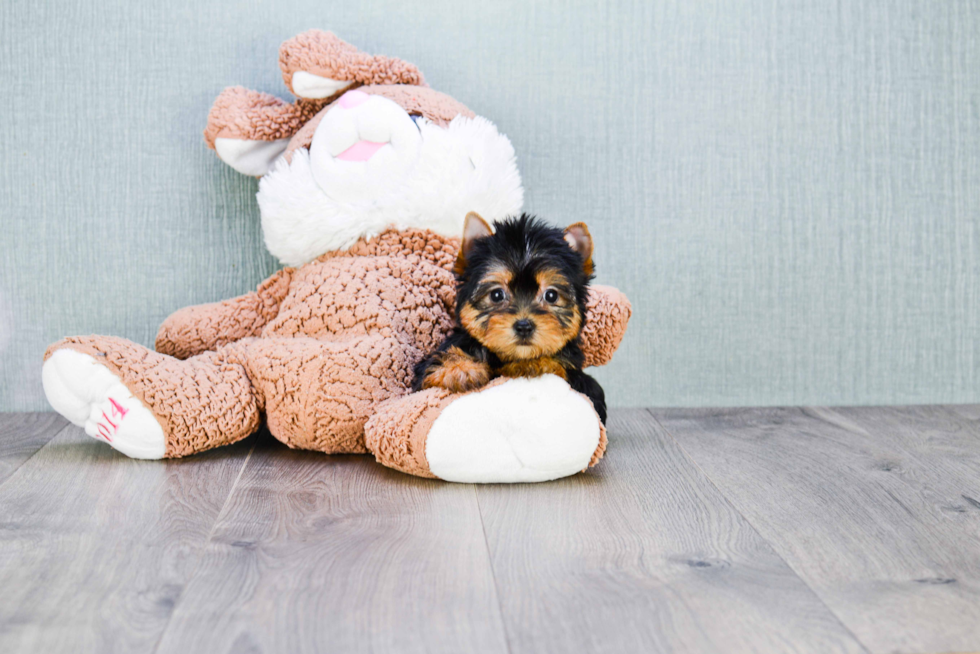 Meet Giselle - our Yorkshire Terrier Puppy Photo 